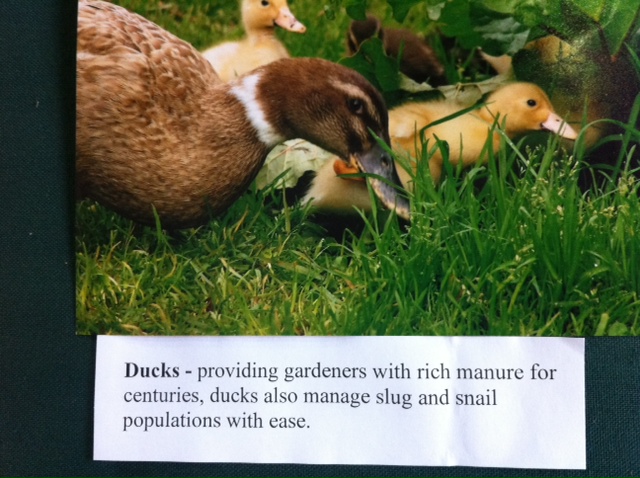  7 February 2011 à 17h31 - Les canards apportent fumier dans votre jardin, et éliminent limaces et escargots.